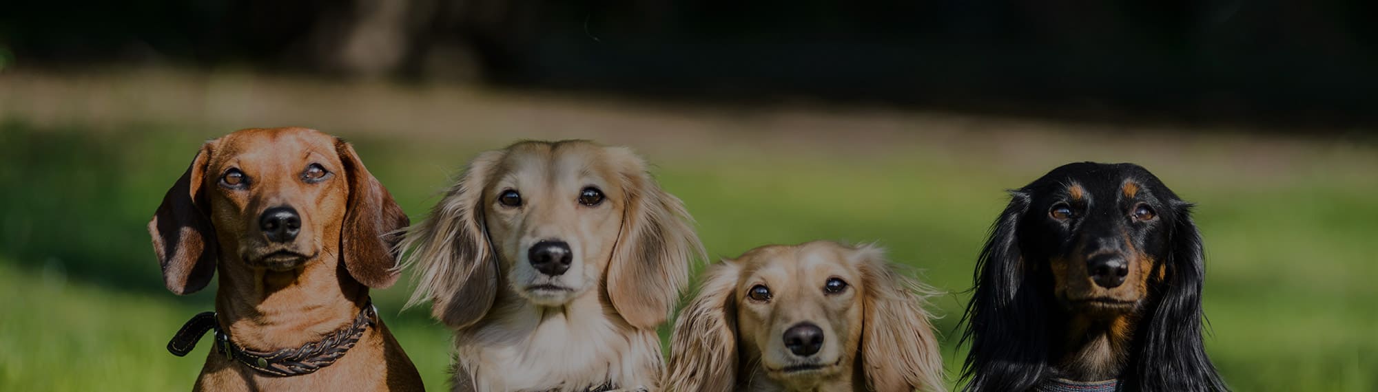 JACOPS SYLVIE nee FREIN