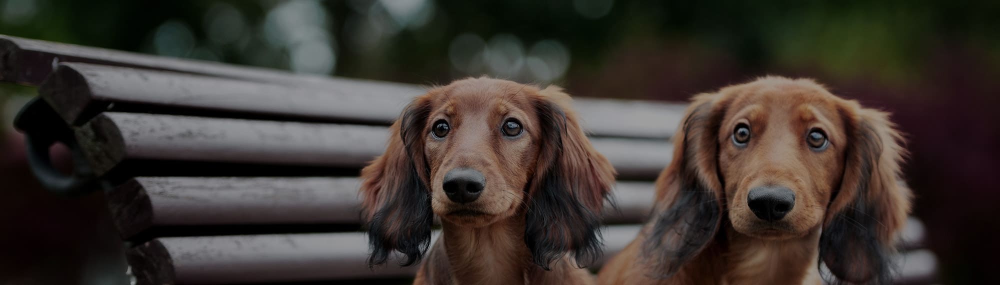 JACOPS SYLVIE nee FREIN